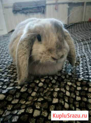 Карликовый вислоухий баран Санкт-Петербург - изображение 1