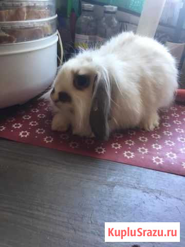 Кролик декоративный.Девочка.4.5мес Санкт-Петербург - изображение 1