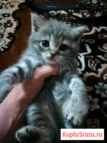 Продаётся шотландский котенок Кропоткин - изображение 1