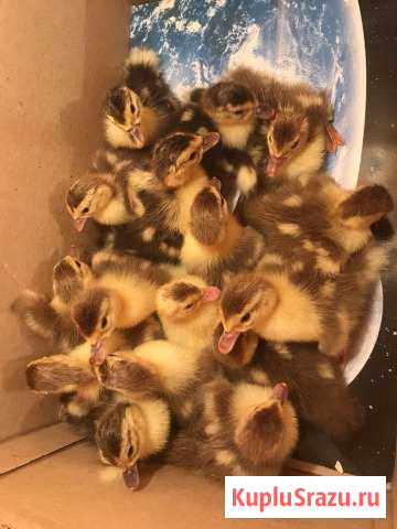 Индоутята Славянск-на-Кубани - изображение 1