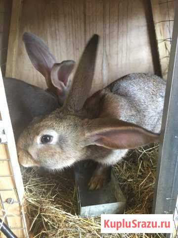 Кролики Санкт-Петербург - изображение 1