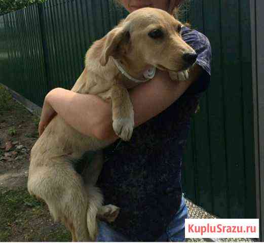 Пропала собака Кореновск