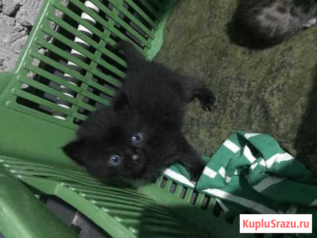 Котята Роговская - изображение 1