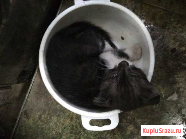 Котейка Ейск - изображение 1
