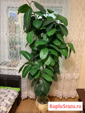 Фикус искусственный Усть-Лабинск - изображение 1