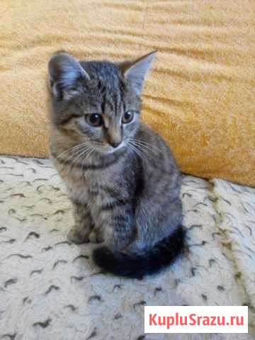 Котята и кошечки Бийск - изображение 1