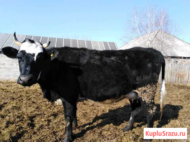 Корова Павловск - изображение 1