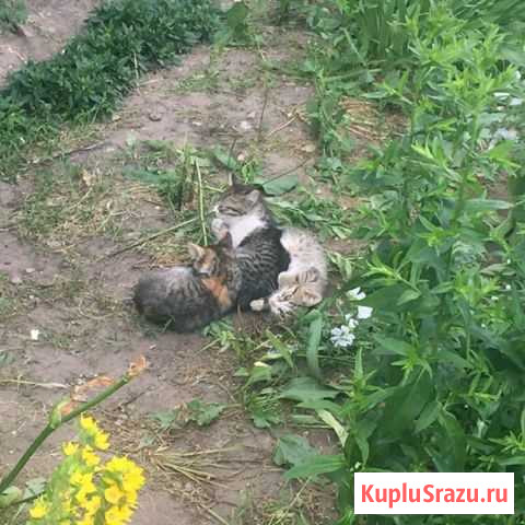 Котята Ковров - изображение 1