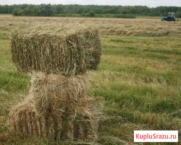 Сено Шахты - изображение 1