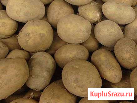 Картофель Камышлов - изображение 1