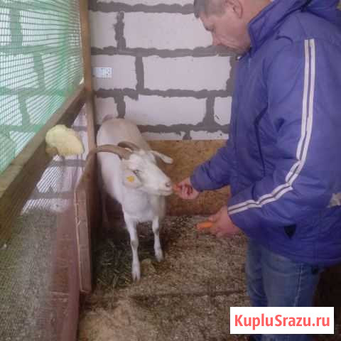 Коза дойная Сосново - изображение 1