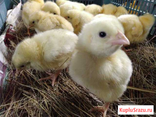 Цыплята бройлеры кобб 500 Братск - изображение 1