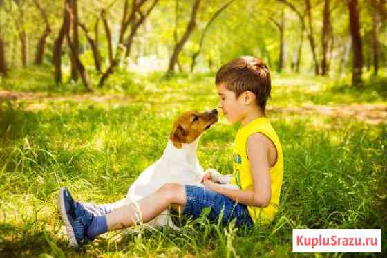 Джек Рассел малыши Кемерово