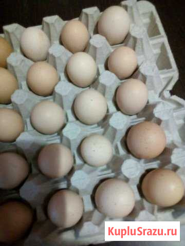 Продам домашнее яйцо Новокузнецк - изображение 1