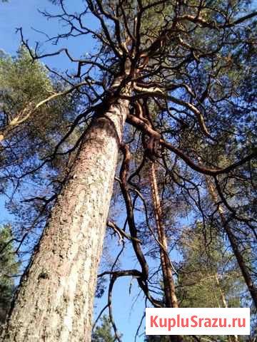 Доска обрезная, сосна, 25 мм50мм6м Сертолово - изображение 1