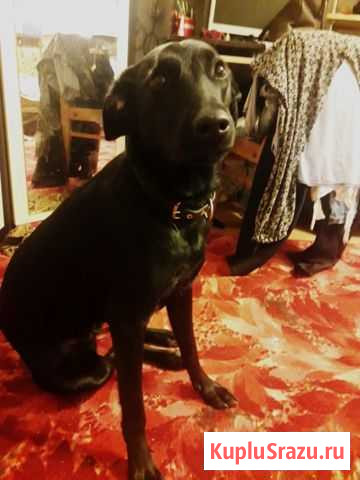 Лабрадор Выборг - изображение 1