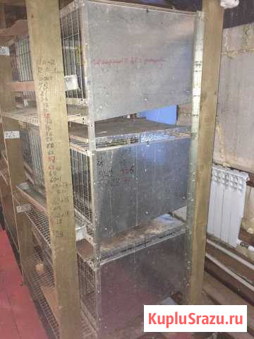 Клетка для кур несушек Бугры - изображение 1