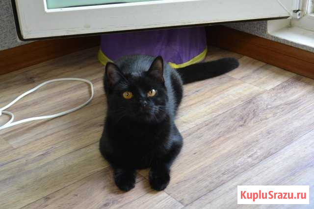 Кошка Яблоновский - изображение 1