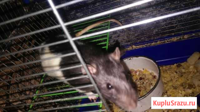 Ручные крысы Бийск - изображение 1