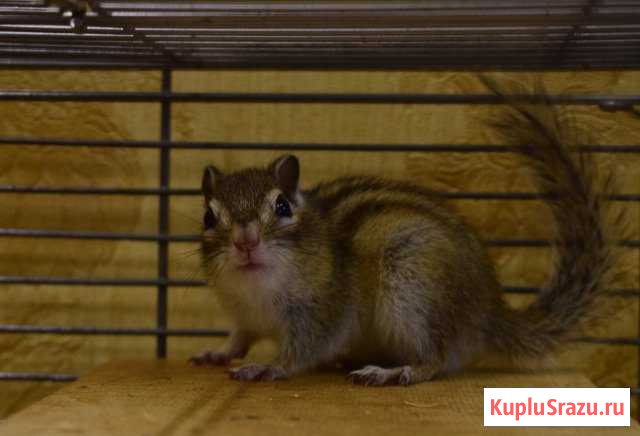 Бурундук Коряжма - изображение 1