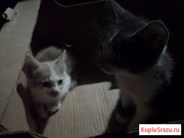 Котята Знаменск - изображение 1