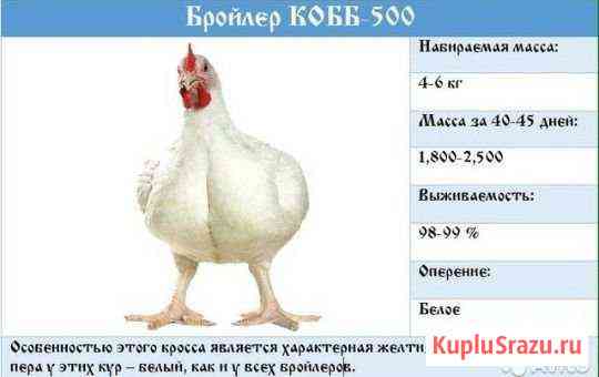 Цыплята бройлерные кобб 500 (Чехия) Клинцы