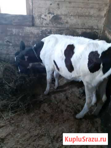 Молоко, сметана, творог Новокузнецк - изображение 1