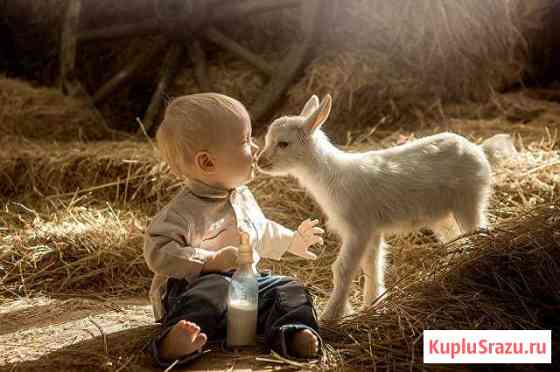 Козье молоко Кандры