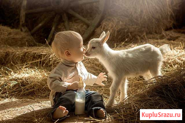 Козье молоко Кандры - изображение 1