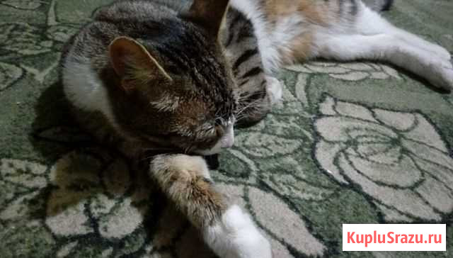 Кот Череповец - изображение 1
