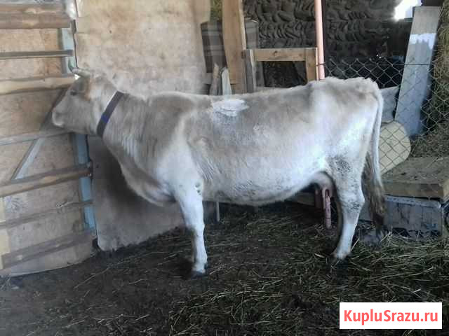 Корова Комсомольское - изображение 1