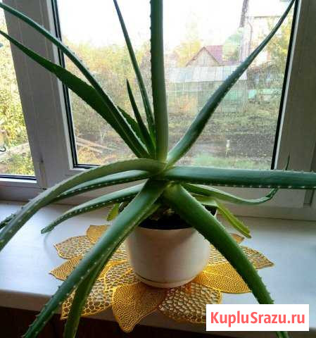 Алоэ вера Брянск - изображение 1