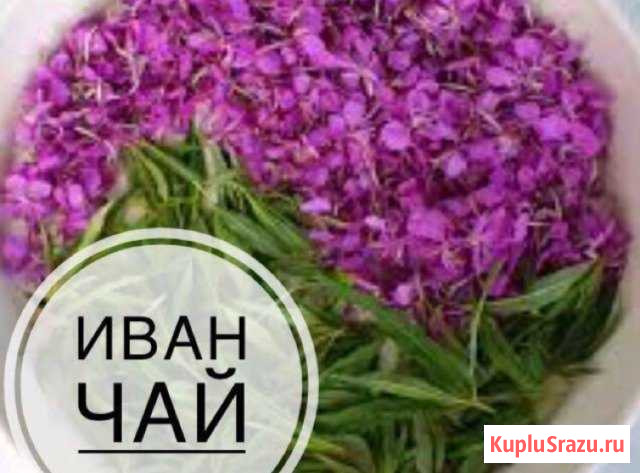 Иван чай (кипрей) Суздаль - изображение 1