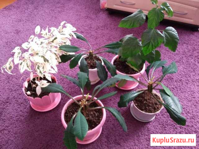 Продам цветы*** Муром - изображение 1