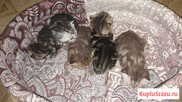 Чистокровные котята Иловля - изображение 1