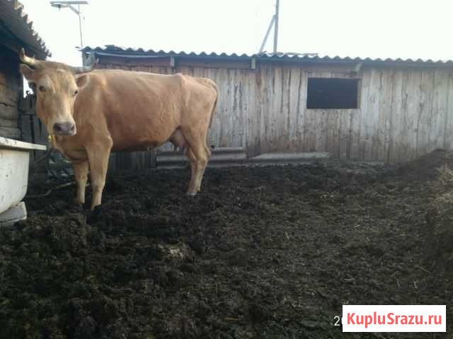 Коровы Суровикино - изображение 1
