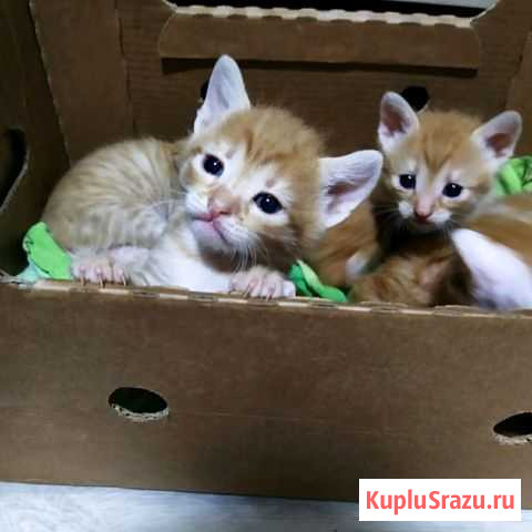 Отдам котят в добрые руки Таруса - изображение 1