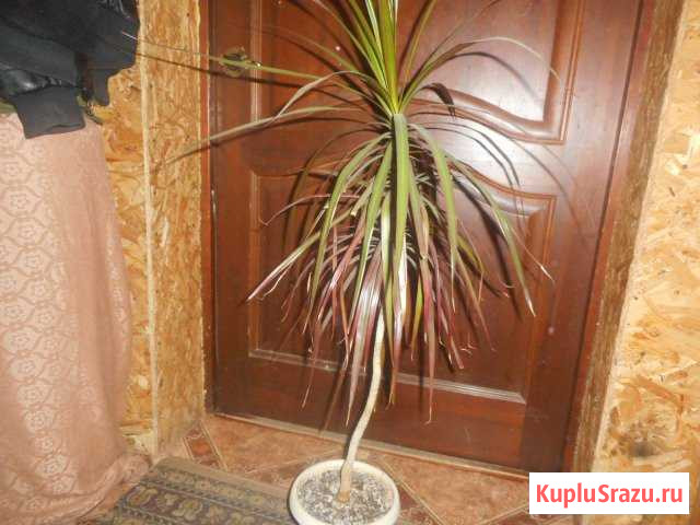 Драцена Козельск - изображение 1