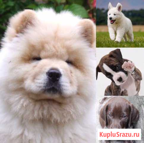 Собачки Черкесск - изображение 1