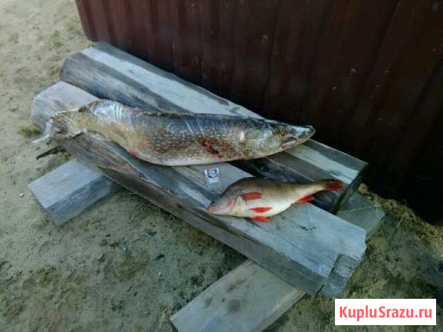 Продам свежую рыбу(карась,язь,щука,налим). Язь кол Советский - изображение 1