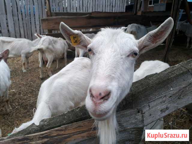 Коза Рамонь - изображение 1