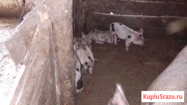 Поросята Россошь - изображение 1