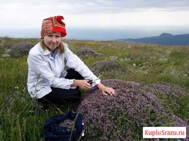 Целебные травы крымских гор Алушта - изображение 1