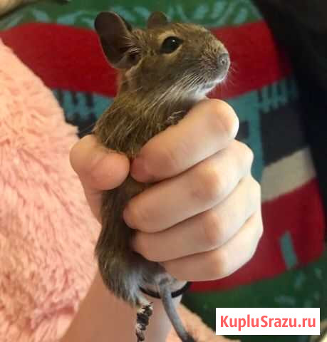 Дегу Курск - изображение 1