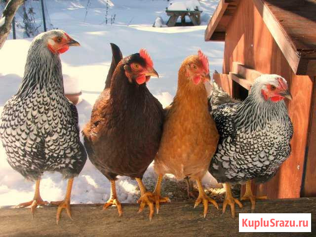 Куры Гусята Утята Цыплята Муларды Калуга - изображение 1