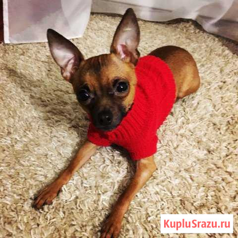 Ищем невесту Великие Луки - изображение 1