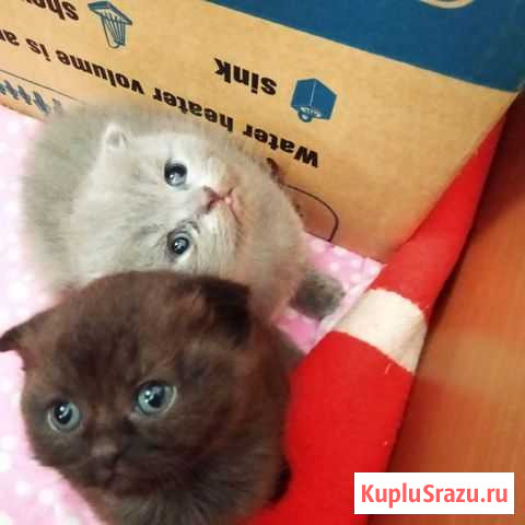Котята Шарья - изображение 1