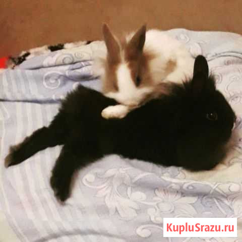 Декоративный кролик Керчь - изображение 1