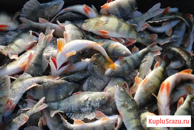 Судак крупный, сом, лещ, щука, только свежая рыба Тольятти - изображение 1