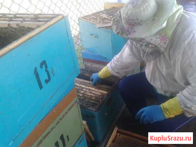 Мёд Борское - изображение 1